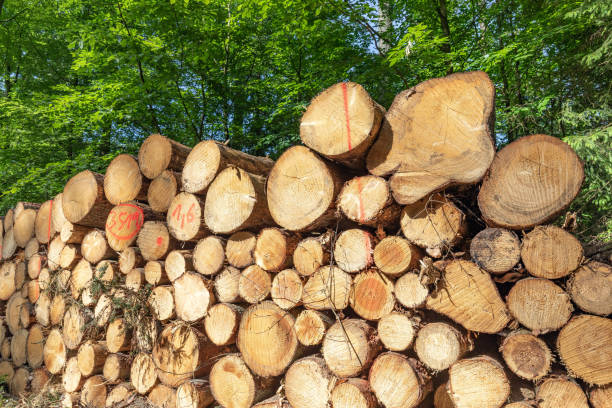 5 Best Nigerian Woods For Making High-Quality Furniture
